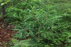 Morinda pubescens var. stenophylla